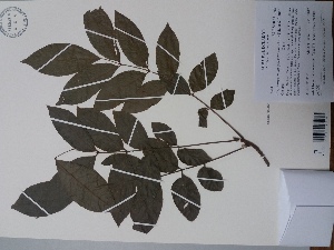  (Crepidospermum goudotianum - AP-10694)  @11 [ ] Copyright (2049) Unspecified Columbus State University