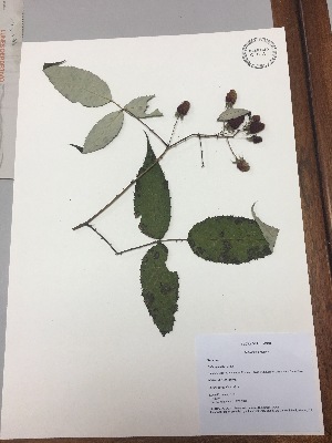  (Rubus glaucus - RLJ-11003)  @11 [ ] Copyright (2017) Unspecified Columbus State University
