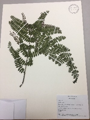  (Coriaria ruscifolia - RLJ-11097)  @11 [ ] Copyright (2017) Unspecified Columbus State University