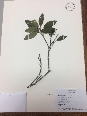  (Escallonia paniculata - RLJ-11099)  @11 [ ] Copyright (2017) Unspecified Columbus State University