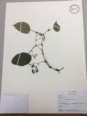  (Begonia pululahuana - RLJ-11147)  @11 [ ] Copyright (2017) Unspecified Columbus State University