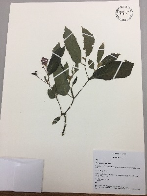  (Begonia longirostris - RLJ-11155)  @11 [ ] Copyright (2017) Unspecified Columbus State University