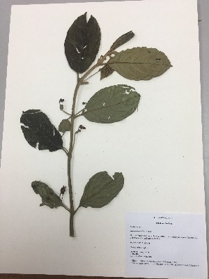  (Besleria reticulata - RLJ-11181)  @11 [ ] Copyright (2017) Unspecified Columbus State University