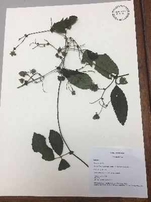  (Rubus roseus - RLJ-11278)  @11 [ ] Copyright (2017) Unspecified Columbus State University