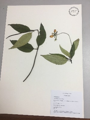 (Calceolaria pedunculata - RLJ-11318)  @11 [ ] Copyright (2017) Unspecified Columbus State University