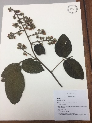  (Rubus bogotensis - RLJ-11387)  @11 [ ] Copyright (2017) Unspecified Columbus State University