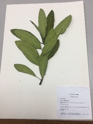  (Euphorbia laurifolia - RLJ-11396)  @11 [ ] Copyright (2017) Unspecified Columbus State University