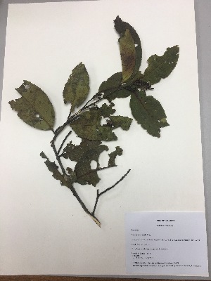  (Prunus huantensis - RLJ-11415)  @11 [ ] Copyright (2017) Unspecified Columbus State University