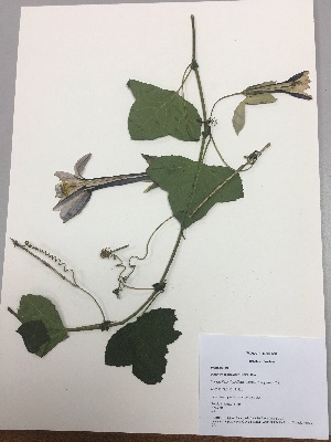  (Passiflora cumbalensis - RLJ-11419)  @11 [ ] Copyright (2017) Unspecified Columbus State University