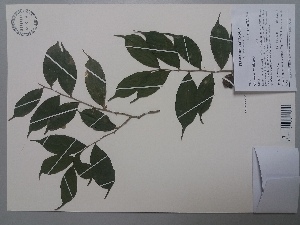  (Casearia prunifolia - AP-9130)  @11 [ ] Copyright (2019) Unspecified Columbus State University