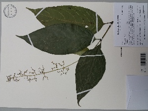  (Psychotria paniculata - AP-9194)  @11 [ ] Copyright (2083) Unspecified Columbus State University
