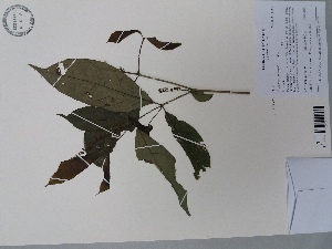  (Rinorea viridifolia - AP-9255)  @11 [ ] Copyright (2144) Unspecified Columbus State University