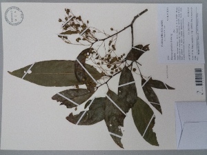  (Rinorea apiculata - AP-9259)  @11 [ ] Copyright (2148) Unspecified Columbus State University