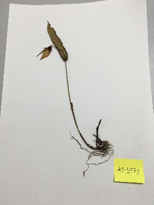  (Pleurothallis grandiflora - AP-6971)  @11 [ ] Copyright (2014) Unspecified Columbus State University