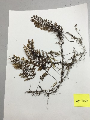  (Hymenophyllum sp - AP-7006)  @11 [ ] Copyright (2014) Unspecified Columbus State University