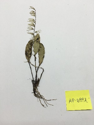  (Pleurothallis sclerophylla - AP-6992)  @11 [ ] Copyright (2014) Unspecified Columbus State University