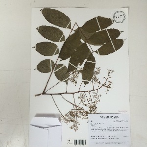  ( - AP-4816)  @11 [ ] Copyright (2015) Unspecified Columbus State University