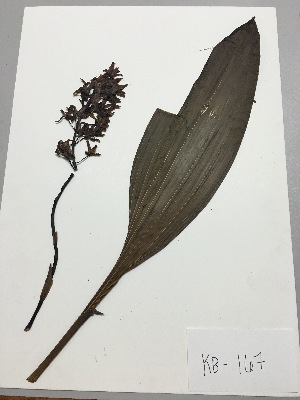  (Xylobium leontoglossum - kb-167)  @11 [ ] Copyright (2014) Unspecified Columbus State University