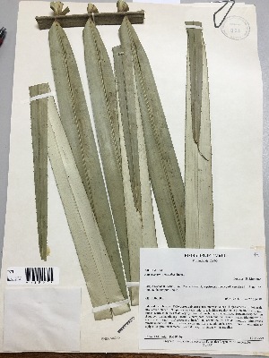  (Astrocaryum urostachys - TAG-440569)  @11 [ ] Copyright (2016) Unspecified Columbus State University