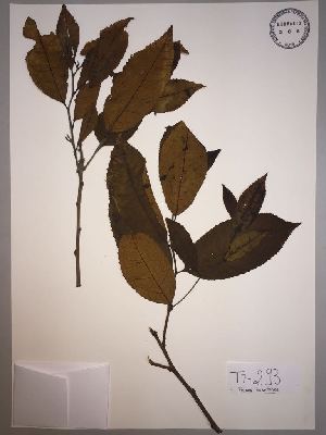  (Prunus huantensis - RJP-T7-293)  @11 [ ] Copyright (2017) Unspecified Columbus State University