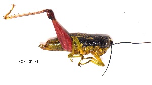 (Rhytidochrotinae - MECN-FC-0201)  @11 [ ] CreativeCommons - Attribution Share-Alike (2023) Unspecified Instituto Nacional de Biodiversidad, Ecuador