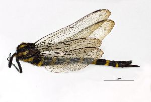  ( - NOaS1-2019_Odo0200)  @11 [ ] Copyright (2018) Natural History Museum Vienna Natural History Museum Vienna