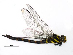  ( - NOaS1-2019_Odo0181)  @11 [ ] Copyright (2018) Natural History Museum Vienna Natural History Museum Vienna
