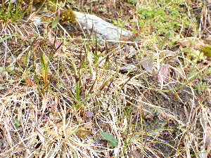  ( - EDNA24-0067039)  @11 [ ] CreativeCommons Attribution NonCommercial ShareAlike (2024) Andy Griffiths Royal Botanic Garden, Edinburgh