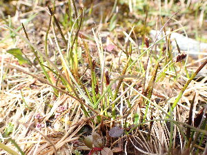  ( - EDNA24-0067039)  @11 [ ] CreativeCommons Attribution NonCommercial ShareAlike (2024) Andy Griffiths Royal Botanic Garden, Edinburgh