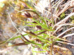  ( - EDNA24-0067039)  @11 [ ] CreativeCommons Attribution NonCommercial ShareAlike (2024) Andy Griffiths Royal Botanic Garden, Edinburgh