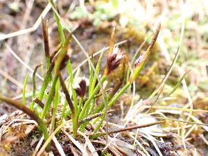  ( - EDNA24-0067039)  @11 [ ] CreativeCommons Attribution NonCommercial ShareAlike (2024) Andy Griffiths Royal Botanic Garden, Edinburgh
