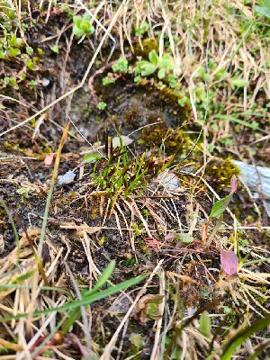  ( - EDNA24-0067039)  @11 [ ] CreativeCommons Attribution NonCommercial ShareAlike (2024) Andy Griffiths Royal Botanic Garden, Edinburgh