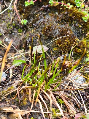  ( - EDNA24-0067039)  @11 [ ] CreativeCommons Attribution NonCommercial ShareAlike (2024) Andy Griffiths Royal Botanic Garden, Edinburgh