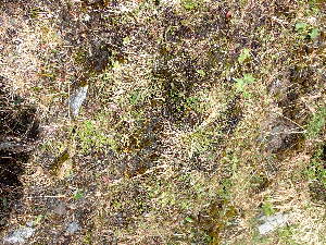  ( - EDNA24-0067039)  @11 [ ] CreativeCommons Attribution NonCommercial ShareAlike (2024) Andy Griffiths Royal Botanic Garden, Edinburgh