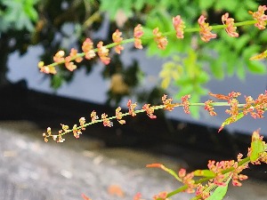  (Rumex conglomeratus - EDNA24-0067056)  @11 [ ] CreativeCommons Attribution NonCommercial ShareAlike (2024) Andy Griffiths Royal Botanic Garden, Edinburgh