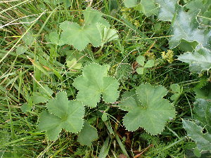  (Alchemilla - EDNA24-0067059)  @11 [ ] CreativeCommons Attribution NonCommercial ShareAlike (2024) Andy Griffiths Royal Botanic Garden, Edinburgh