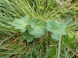  (Alchemilla filicaulis - EDNA24-0067060)  @11 [ ] CreativeCommons Attribution NonCommercial ShareAlike (2024) Andy Griffiths Royal Botanic Garden, Edinburgh