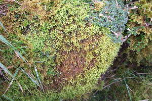  ( - EDNA20-0060278)  @11 [ ] CreativeCommons Attribution NonCommercial ShareAlike (2212) David Bell Royal Botanic Garden, Edinburgh
