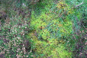  ( - EDNA20-0060284)  @11 [ ] CreativeCommons Attribution NonCommercial ShareAlike (2245) David Bell Royal Botanic Garden, Edinburgh