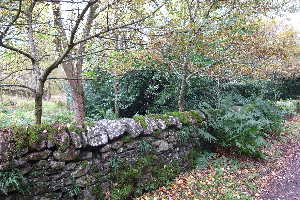  ( - EDNA20-0060350)  @11 [ ] CreativeCommons Attribution NonCommercial ShareAlike (2261) David Bell Royal Botanic Garden, Edinburgh