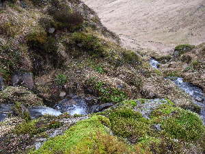  ( - EDNA23-0064252)  @11 [ ] CreativeCommons  Attribution Non-Commercial Share-Alike (2025) David Belll Royal Botanic Garden Edinburgh
