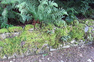  ( - EDNA20-0060356)  @11 [ ] CreativeCommons Attribution NonCommercial ShareAlike (2164) David Bell Royal Botanic Garden, Edinburgh