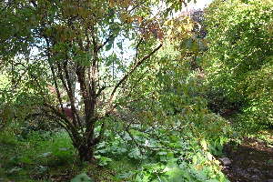  ( - EDNA20-0060269)  @11 [ ] CreativeCommons Attribution NonCommercial ShareAlike (2167) David Bell Royal Botanic Garden, Edinburgh
