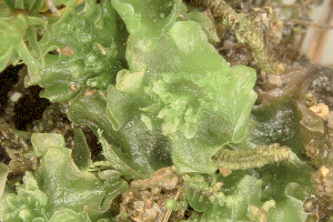  ( - EDNA23-0065023)  @11 [ ] CreativeCommons  Attribution Non-Commercial Share-Alike (2025) David Belll Royal Botanic Garden Edinburgh