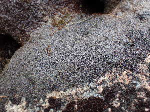  ( - EDNA23-0065024)  @11 [ ] CreativeCommons  Attribution Non-Commercial Share-Alike (2025) David Belll Royal Botanic Garden Edinburgh