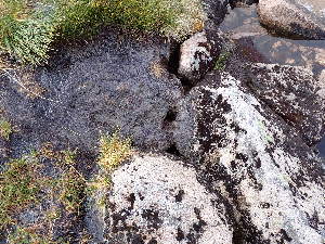  ( - EDNA23-0065024)  @11 [ ] CreativeCommons  Attribution Non-Commercial Share-Alike (2025) David Belll Royal Botanic Garden Edinburgh