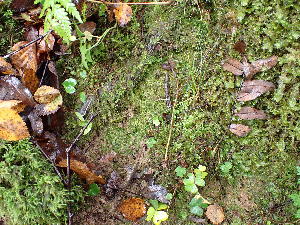  ( - EDNA24-0065353)  @11 [ ] CreativeCommons  Attribution Non-Commercial Share-Alike (2025) David Belll Royal Botanic Garden Edinburgh