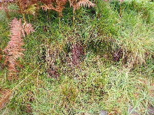  ( - EDNA24-0065352)  @11 [ ] CreativeCommons  Attribution Non-Commercial Share-Alike (2025) David Belll Royal Botanic Garden Edinburgh