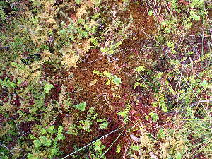  ( - EDNA24-0065351)  @11 [ ] CreativeCommons  Attribution Non-Commercial Share-Alike (2025) David Belll Royal Botanic Garden Edinburgh