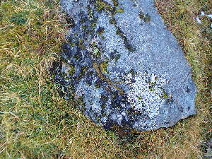  ( - EDNA24-0065356)  @11 [ ] CreativeCommons  Attribution Non-Commercial Share-Alike (2025) David Belll Royal Botanic Garden Edinburgh